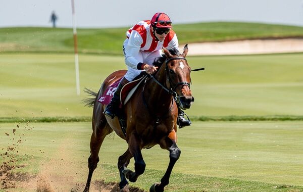 analogy of horse as an AI engine and the trainer as the model